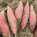 jining greenfarm watermelon red sweet potato